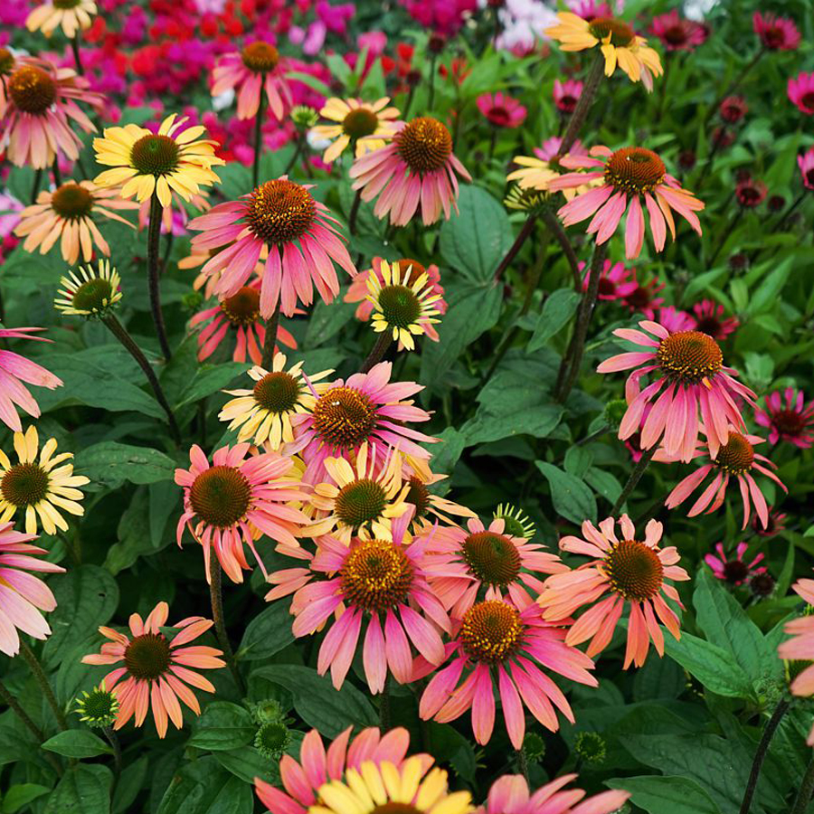 Echinacea purpurea 'Summer Cocktail' Kasvirág